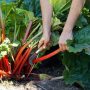 Can You Plant Rhubarb Seeds?