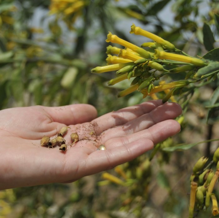 Can you save seeds from a hybrid plant