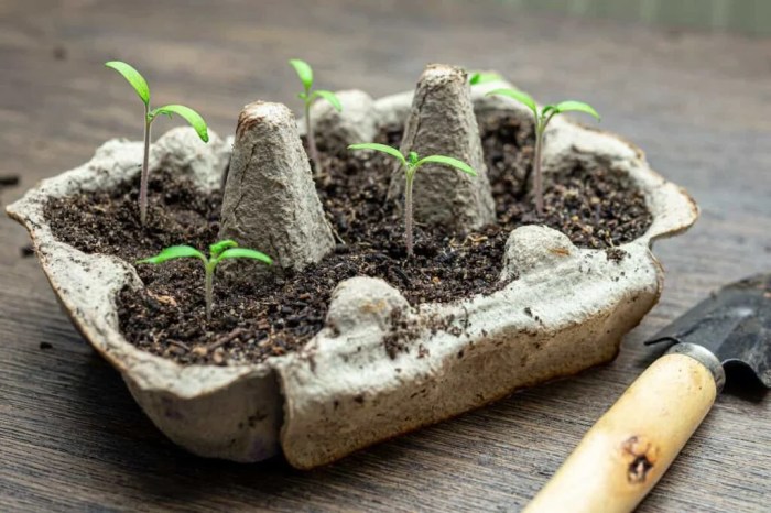 Can you plant seeds in an egg carton