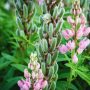 Can You Plant Lupine Seed Pods?