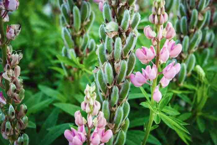 Seeds lupine germinate lupin