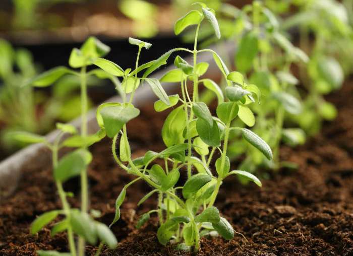 Snapdragon snapdragons deer rabbits farbe gartengestaltung farben nutzung optimale antirrhinum majus dona andrews robinson