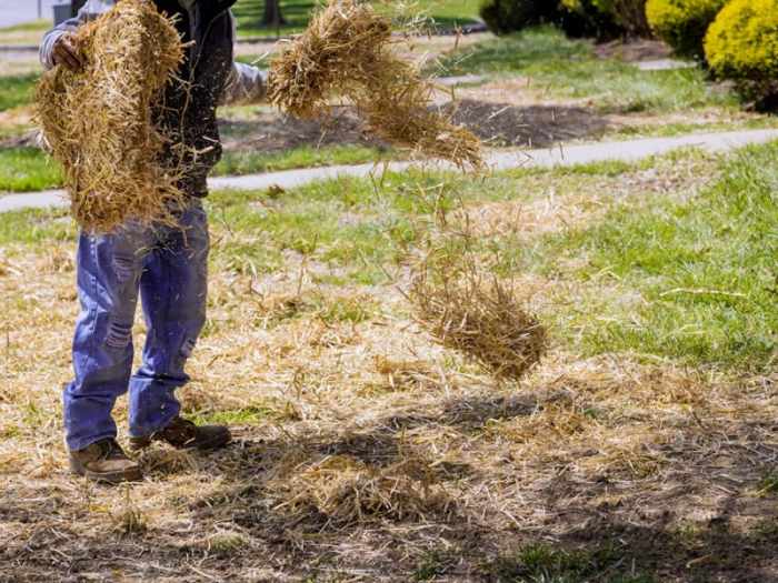 Can you plant grass seed without straw