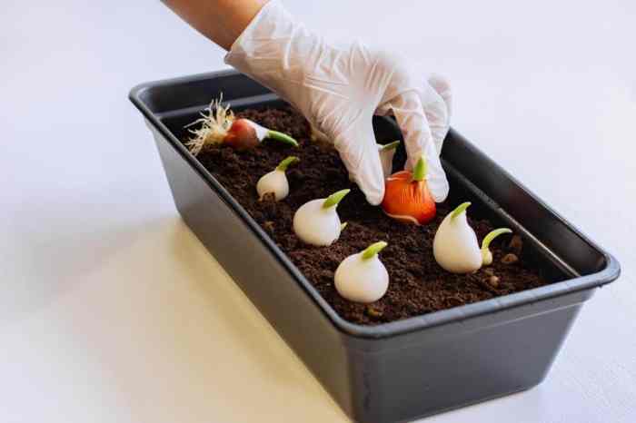 Can you plant tulips from seeds