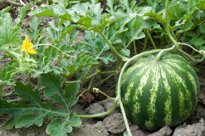 Watermelon seeds planting seedlings