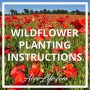 Can You Plant Wildflower Seeds in Summer?