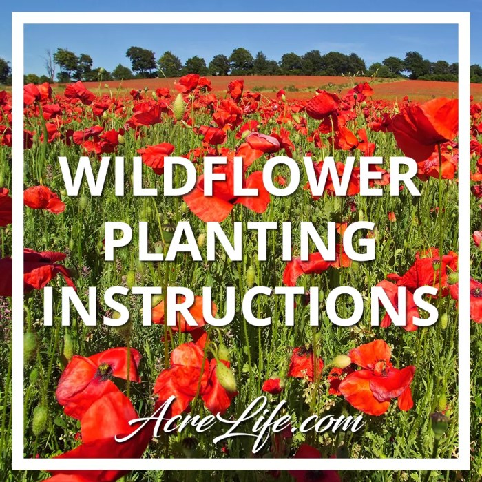 Wildflower planting seed instructions gardening