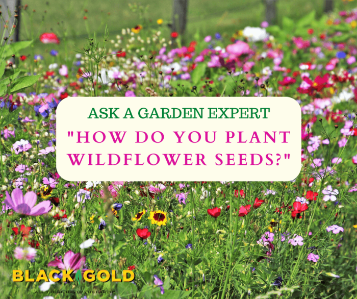 Can you plant wildflower seeds in summer