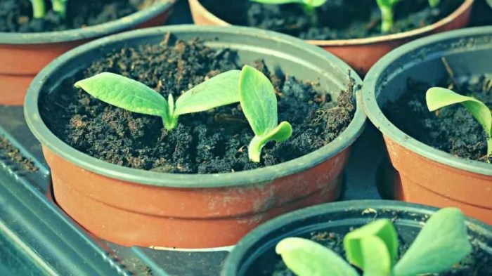 Can you plant seeds straight from a pumpkin