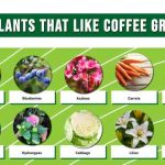 Can you plant seeds in coffee grounds