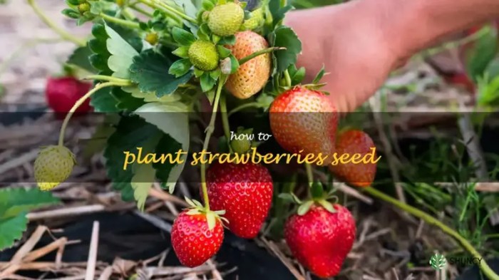 Can you plant seeds from strawberries