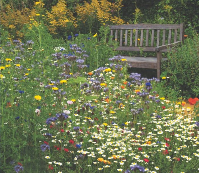 Can you plant wildflower seeds in the spring