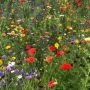 Can You Plant Wildflower Seeds in August?