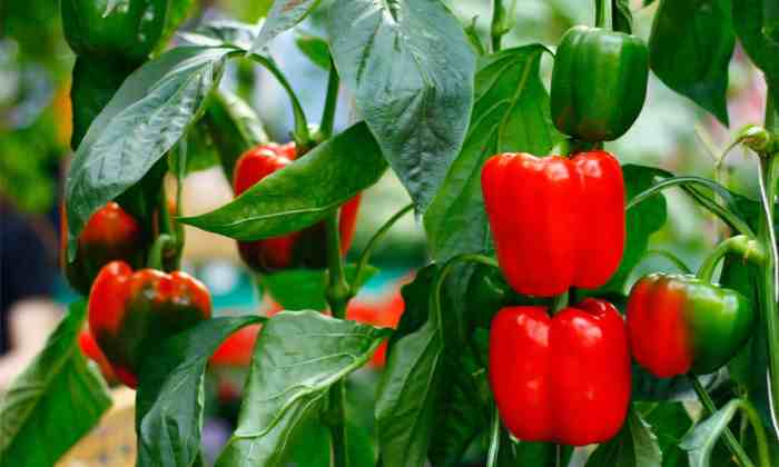 Can you save bell pepper seeds to plant