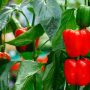 Can You Plant Green Bell Pepper Seeds?