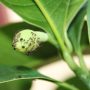 Do Ants Plant Seeds? Exploring Ant-Seed Interactions