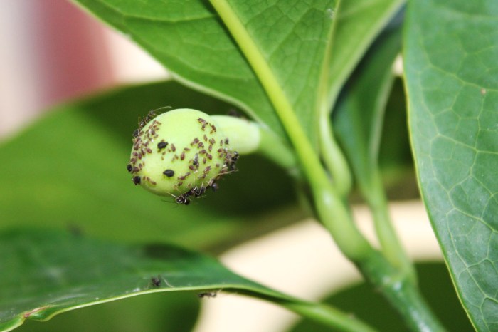 Do ants plant seeds