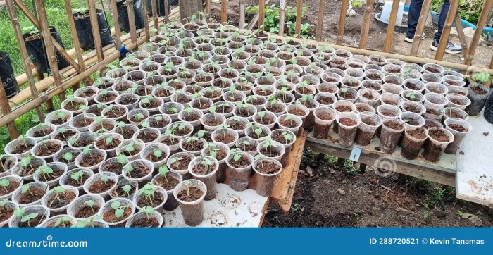 Can you plant seeds in plastic cups