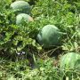 Can You Plant Watermelon Seeds?