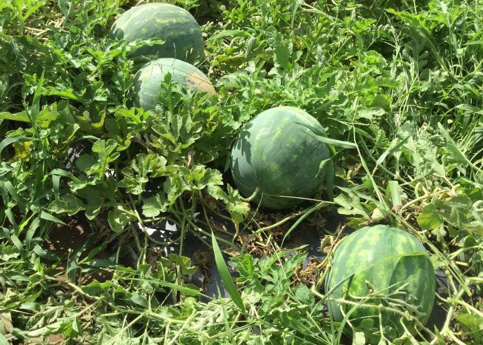 Can you plant the seeds from a watermelon