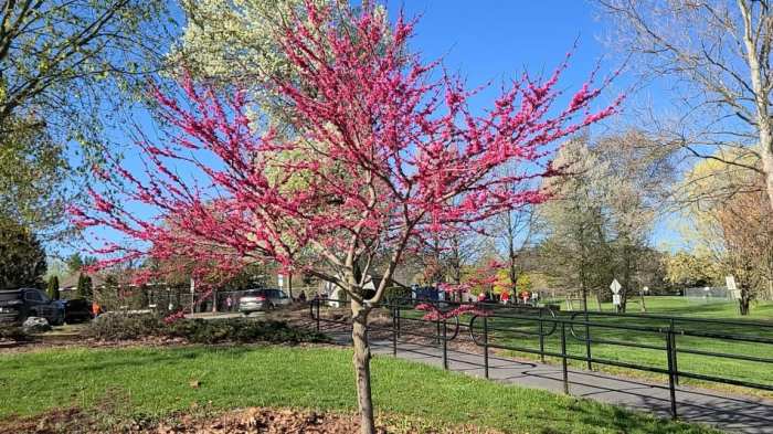 Can you plant redbud seed pods