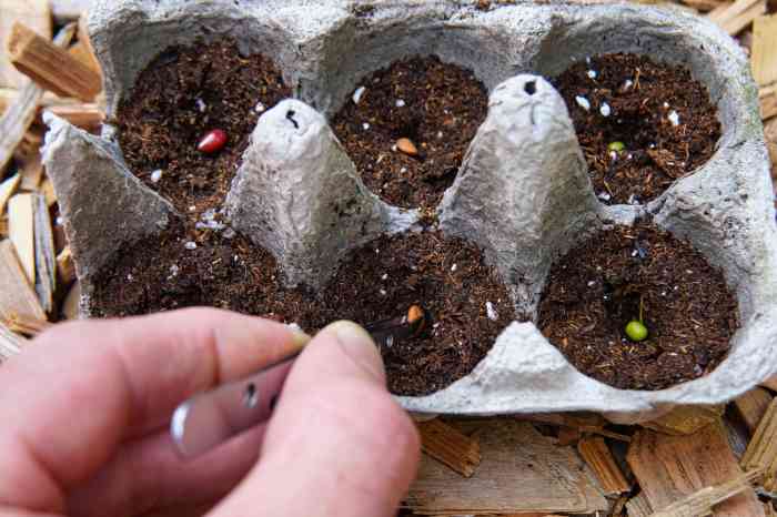 Can you plant seeds in dirt