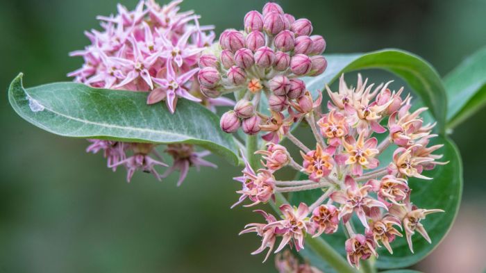 Can you plant milkweed seeds in the spring