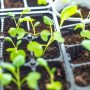 Can You Plant Seeds Without Germinating?