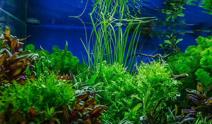 Do aquarium plant seeds work