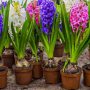 Can You Plant Hyacinth Seeds?