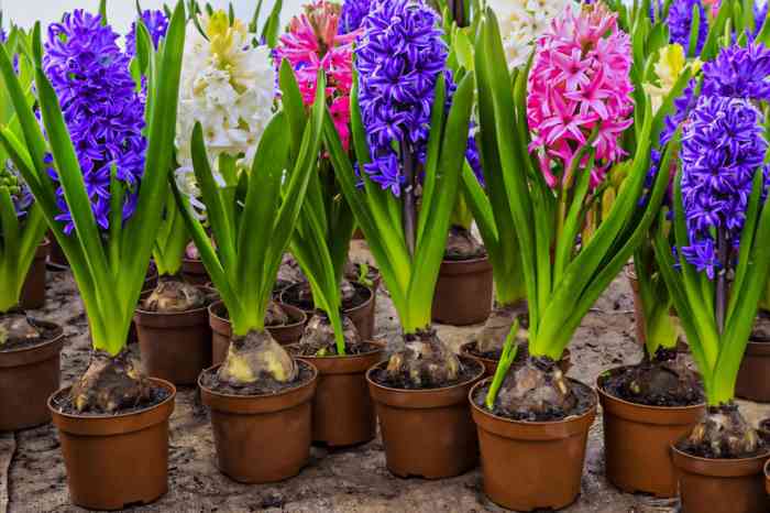 Can you plant hyacinth seeds