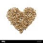 Can You Plant Hemp Seed Hearts?