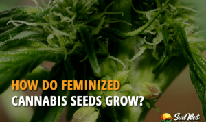 Do feminized plants produce feminized seeds