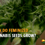 Do Feminized Plants Produce Feminized Seeds?