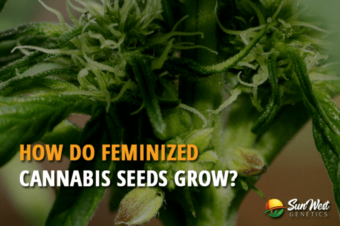 Do feminized plants produce feminized seeds