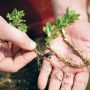 Can You Plant Mums From Seeds?