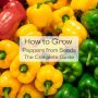 Can You Plant Seeds From Pickled Peppers?