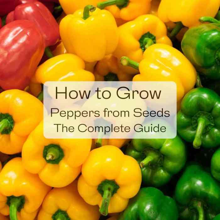 Can you plant seeds from pickled peppers