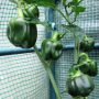 Can You Save Bell Pepper Seeds to Plant?