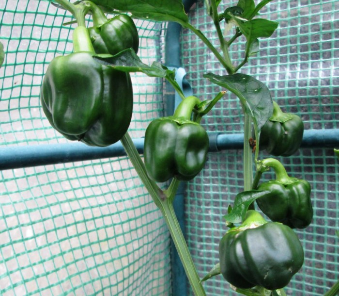 Can you save bell pepper seeds to plant