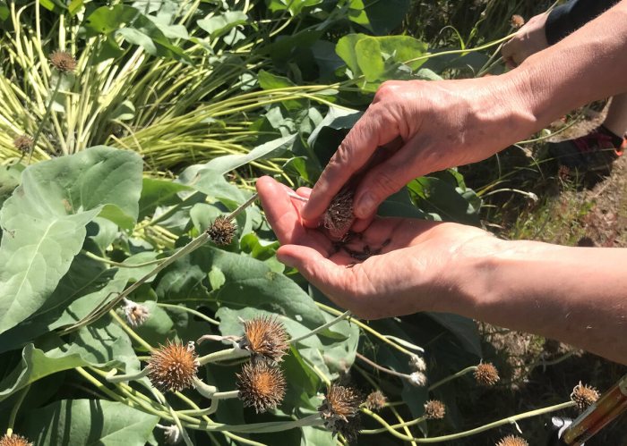 Can you plant too many wildflower seeds