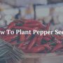 Can You Plant Green Pepper Seeds?