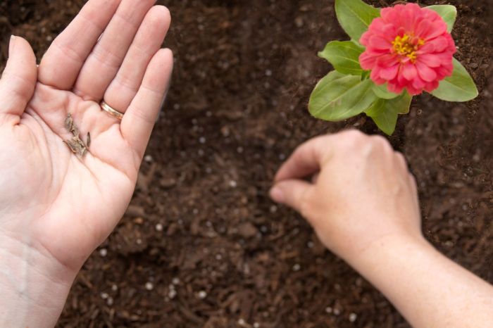 Can you plant zinnia seeds in july