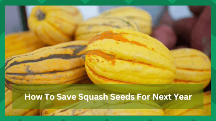 Can you save squash seeds and plant them