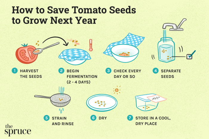 Can you plant hybrid tomato seeds