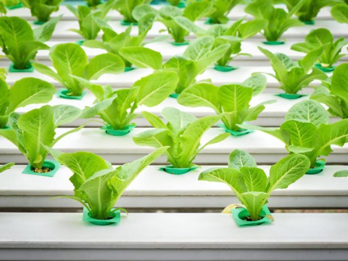 Can you plant seeds in a hydroponic system