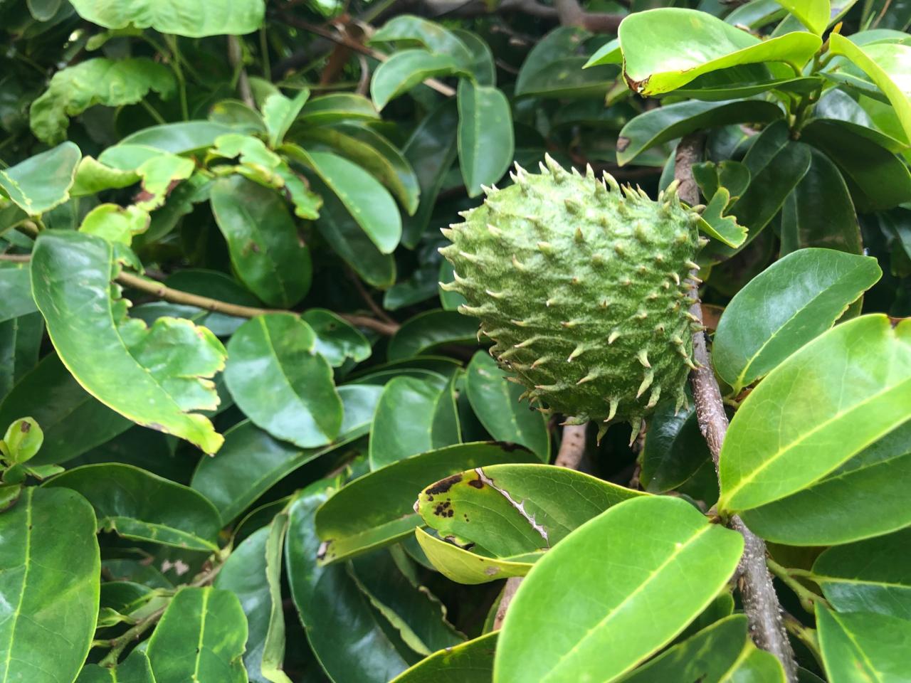 Can you plant soursop seeds