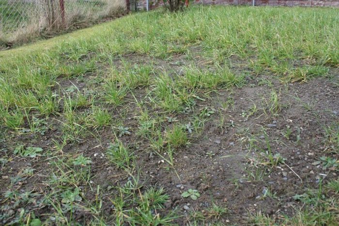 Can you plant grass seed right before winter