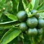 Can You Plant Lime Seeds? A Guide