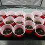 Can You Plant Seed Starter Pots?